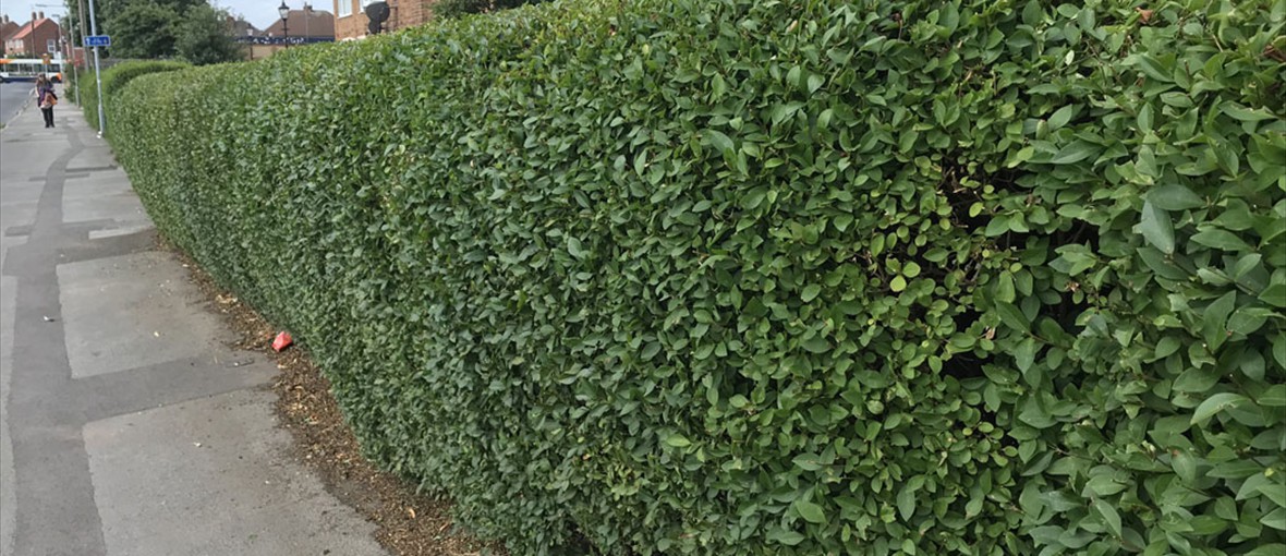 Hedge Trimming & Maintenance