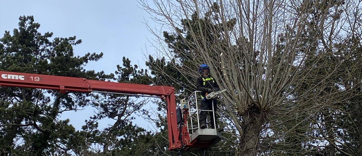 All Types of Tree Care