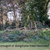tree-park-damaged